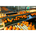 Natural High Quality Sweet Fresh Citrus Mandarin Navel Orange